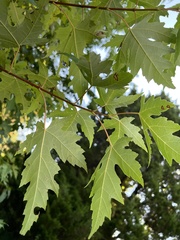Acer saccharinum