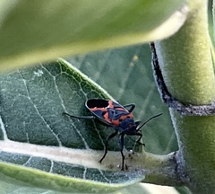 Lygaeus kalmii