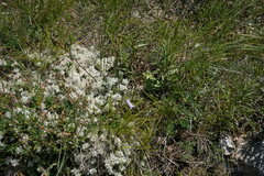 Campanula sibirica