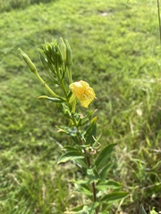 Oenothera glazioviana