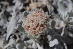 Eriogonum pauciflorum