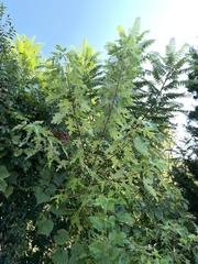 Acer saccharinum