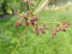 Scirpus atrovirens