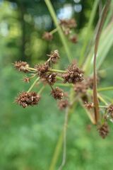 Scirpus atrovirens