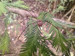 Leiobuninae
