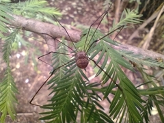 Leiobuninae