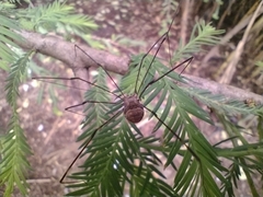 Leiobuninae