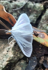 Palpita flegia