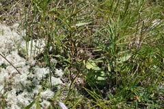 Campanula sibirica