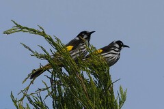 Phylidonyris novaehollandiae