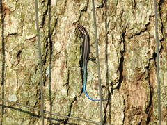 Plestiodon