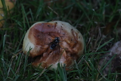 Drosophilidae