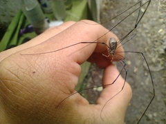 Leiobuninae