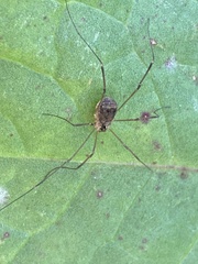 Opiliones