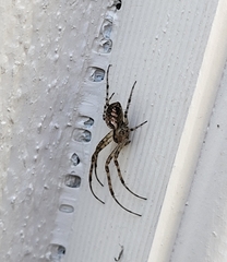 Metellina segmentata