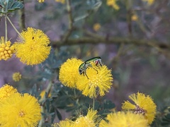 Diphucephala