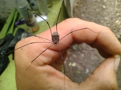 Leiobuninae
