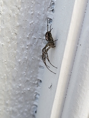 Metellina segmentata