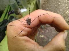 Leiobuninae