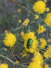 Diphucephala