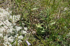 Campanula sibirica