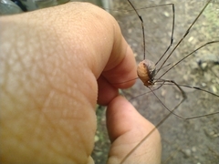 Leiobuninae
