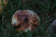 Drosophilidae