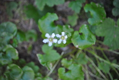 Parnassia fimbriata