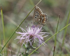 Polyommatus coridon
