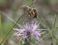 Polyommatus coridon
