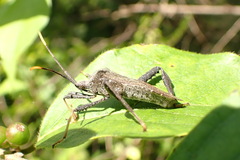 Acanthocephala terminalis