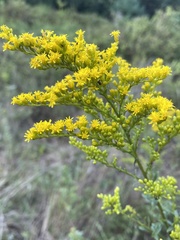 Solidago juncea