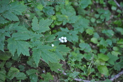 Actaea