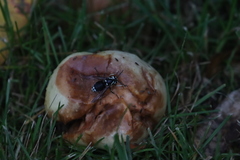 Drosophilidae