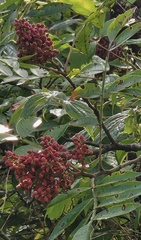 Rhus glabra