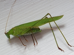 Phaneroptera falcata