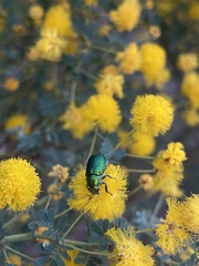 Diphucephala