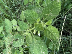 Solanum sarrachoides