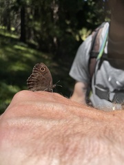 Cercyonis oetus