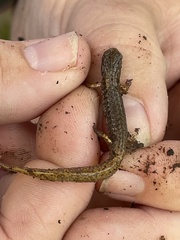 Hemidactylium scutatum