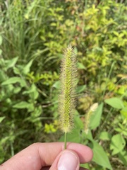 Setaria parviflora