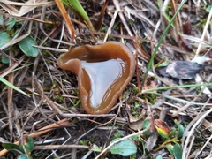 Peziza