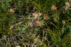 Anthyllis vulneraria boissieri