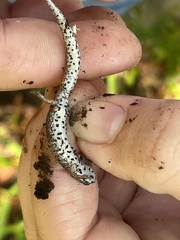 Hemidactylium scutatum