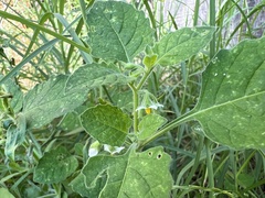 Solanum sarrachoides
