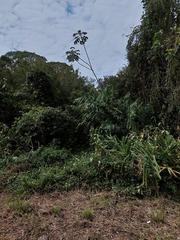 Hedychium coronarium