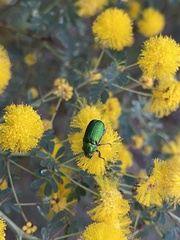 Diphucephala