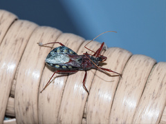 Harpactorini