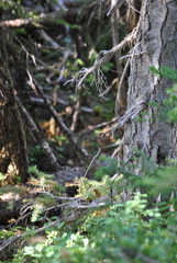 Troglodytes pacificus