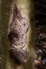 Lebeda nobilis